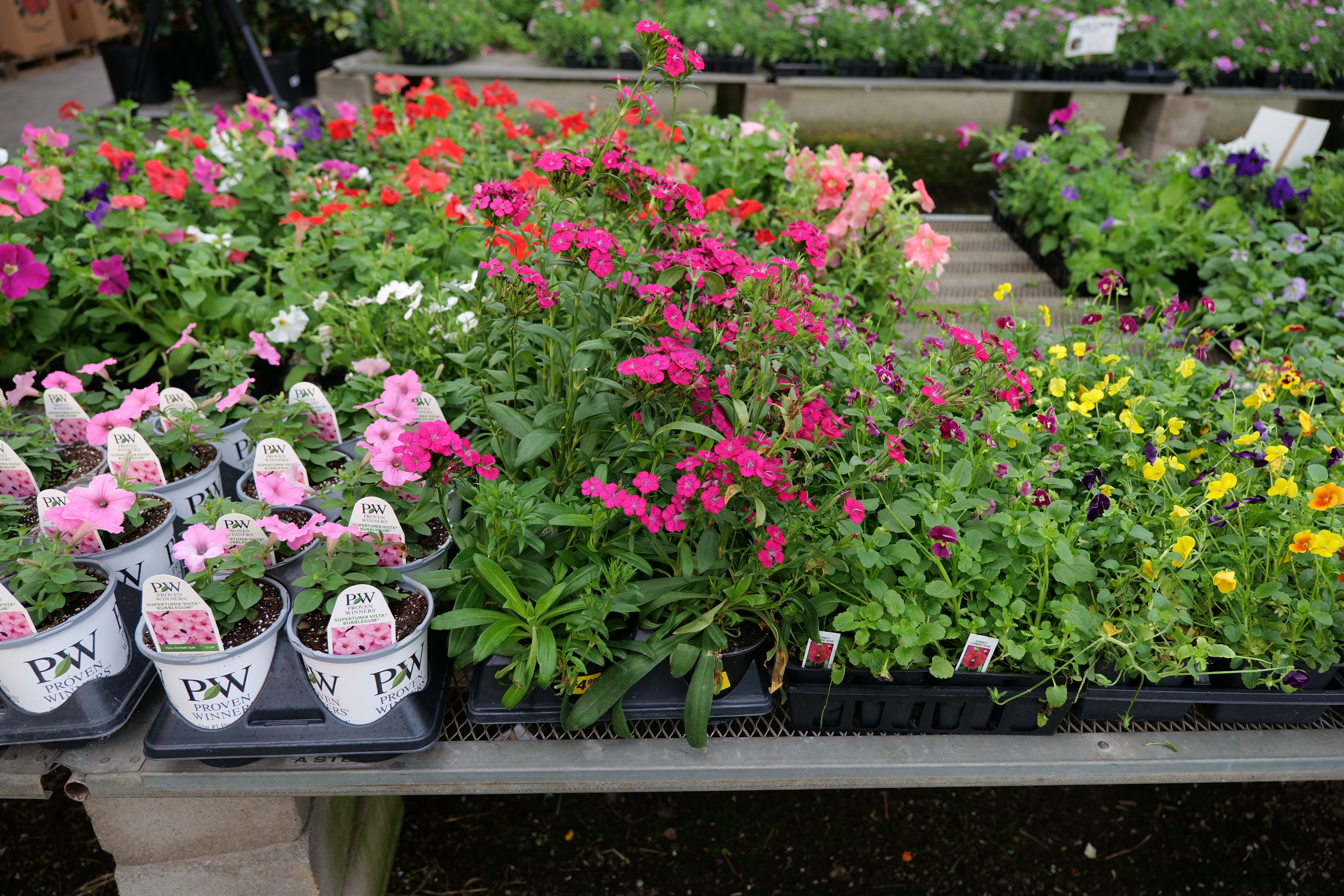 Out with the old, in with the new: Time for cool-season color in the Louisiana garden